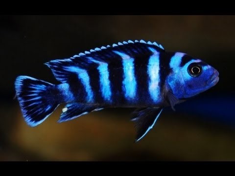 demasoni Malawi